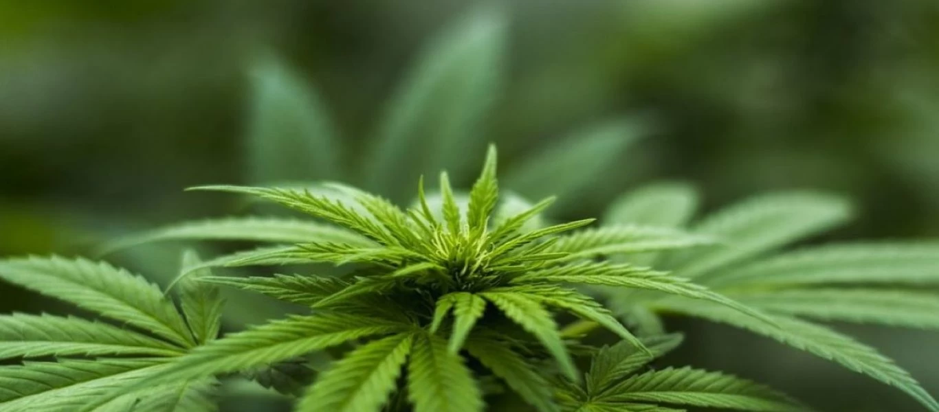 Ηλεία: Διατηρούσε «καλλιέργεια» υδροπονικής κάνναβης στο σαλόνι του!